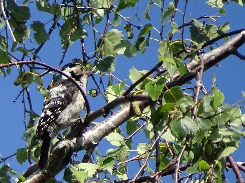 Lesser Spotted Woodpecker - ML244941941