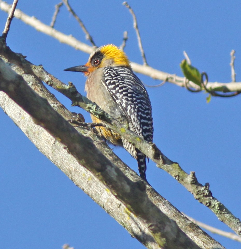 Golden-cheeked Woodpecker - ML24494201