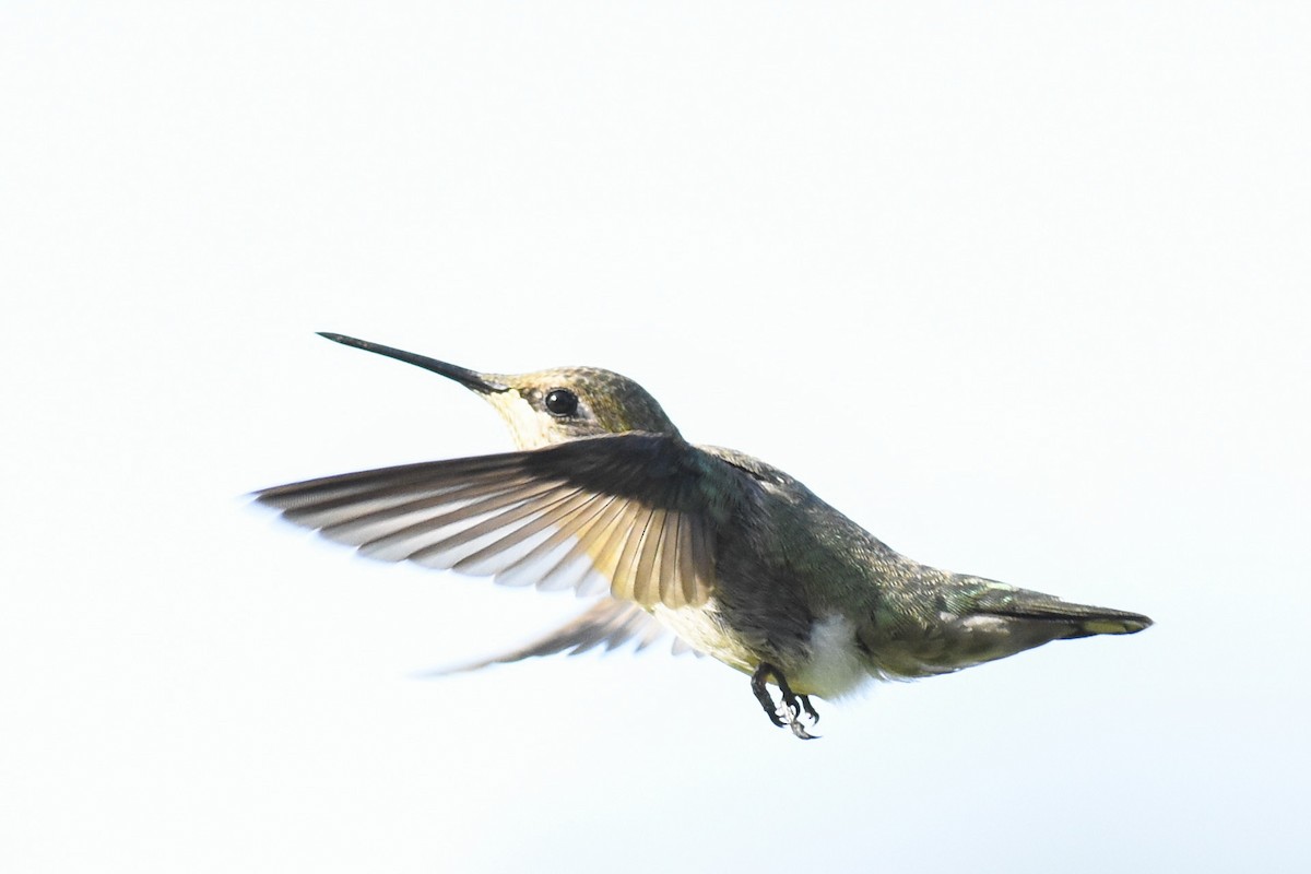 Anna's Hummingbird - ML244943491