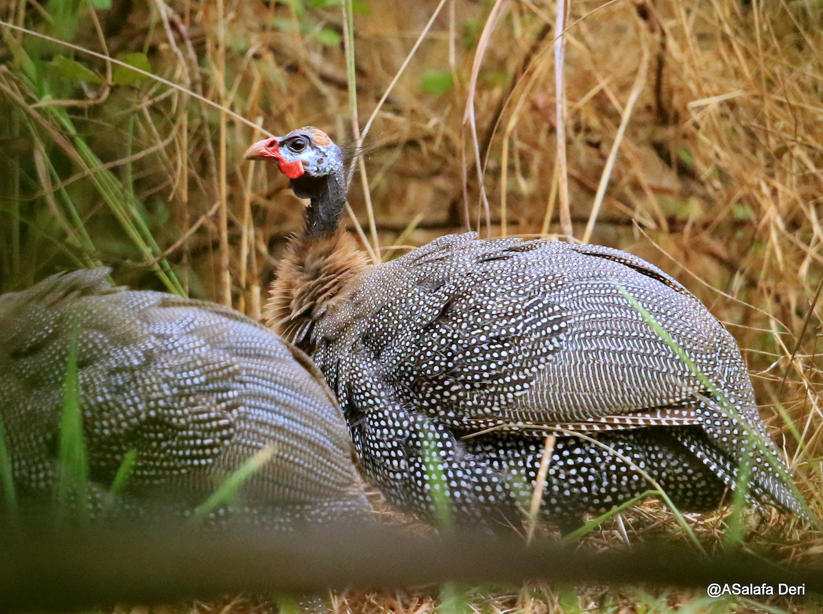 Helmeted Guineafowl (West African) - ML244945301