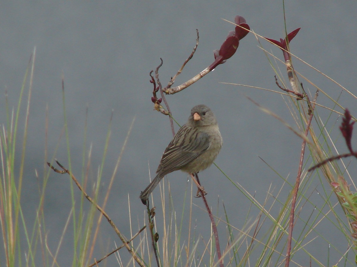 Plain-colored Seedeater - ML244949031