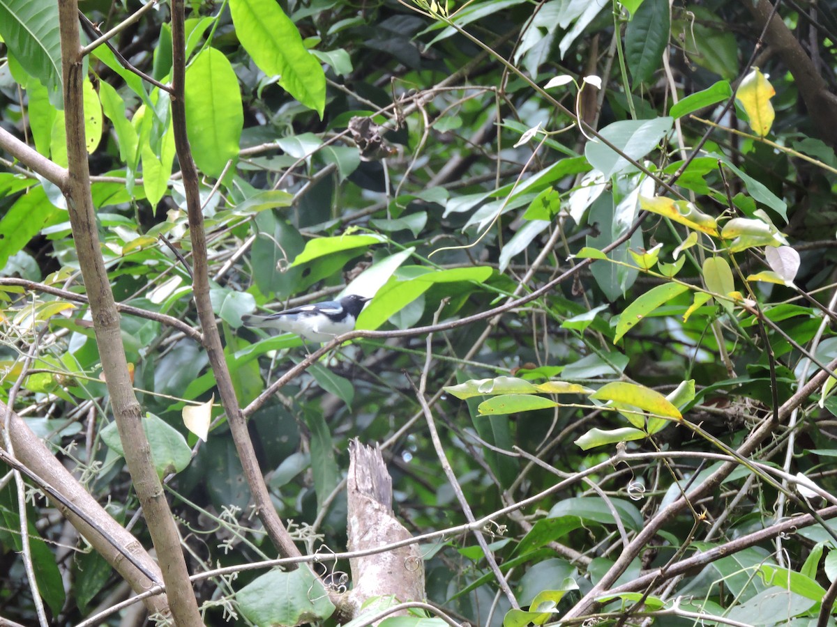 Black-throated Blue Warbler - ML24495221