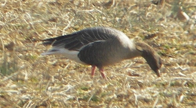 Pink-footed Goose - ML24495591