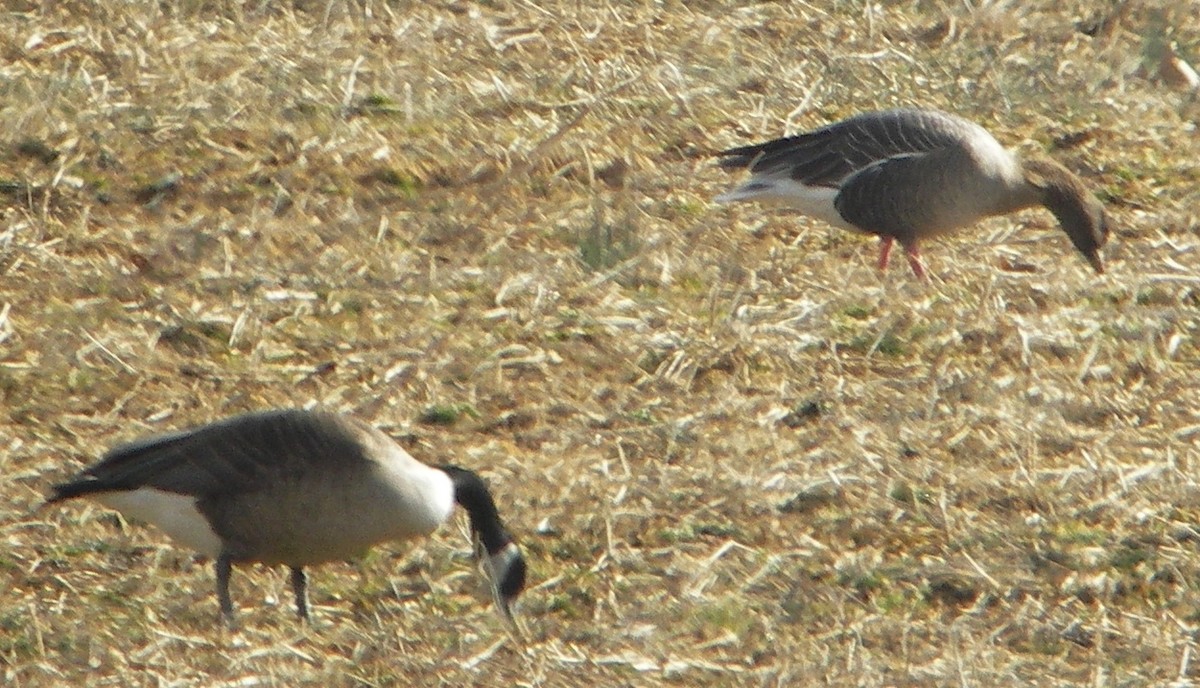 Pink-footed Goose - ML24495601