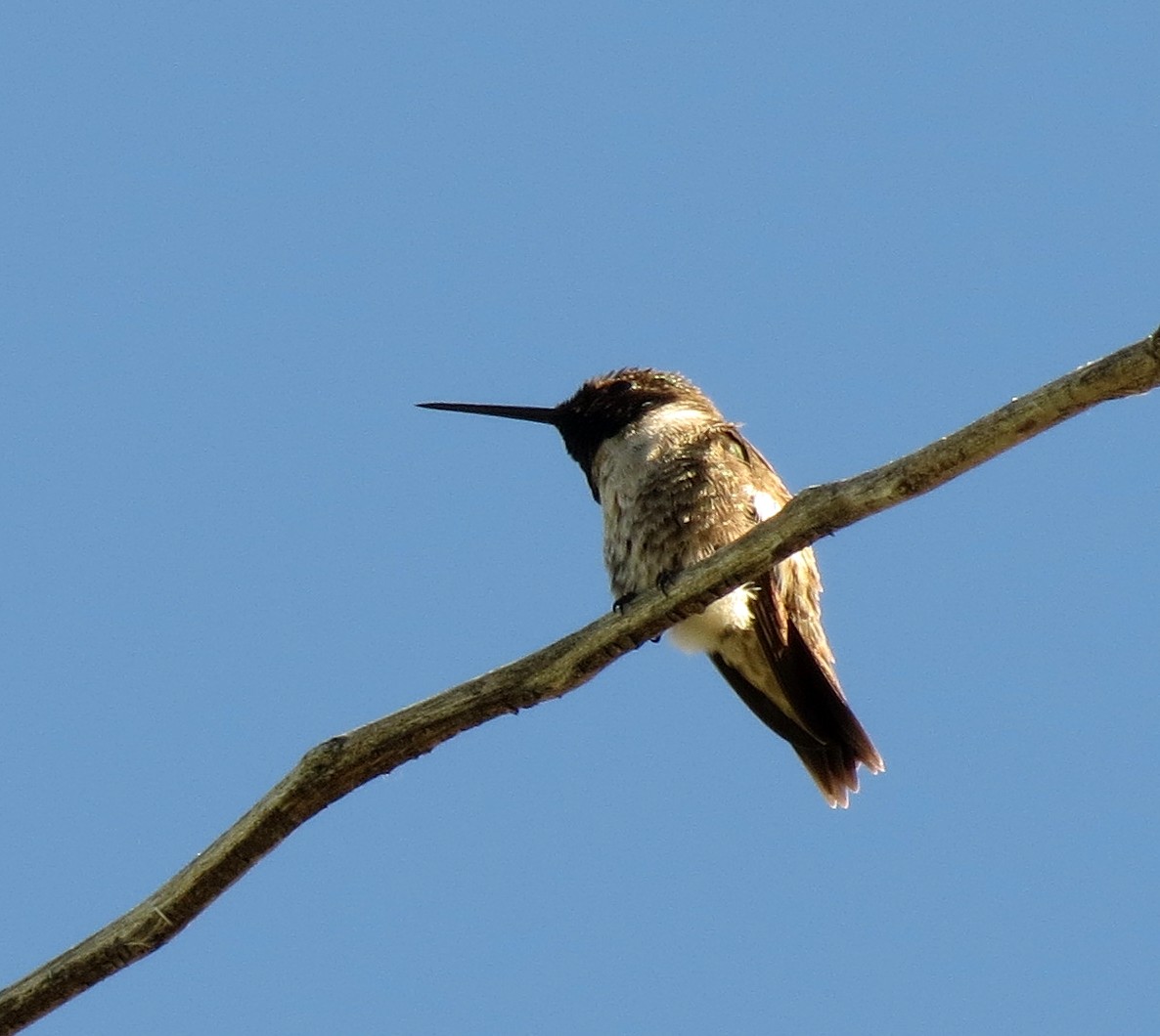 Black-chinned Hummingbird - ML244961541