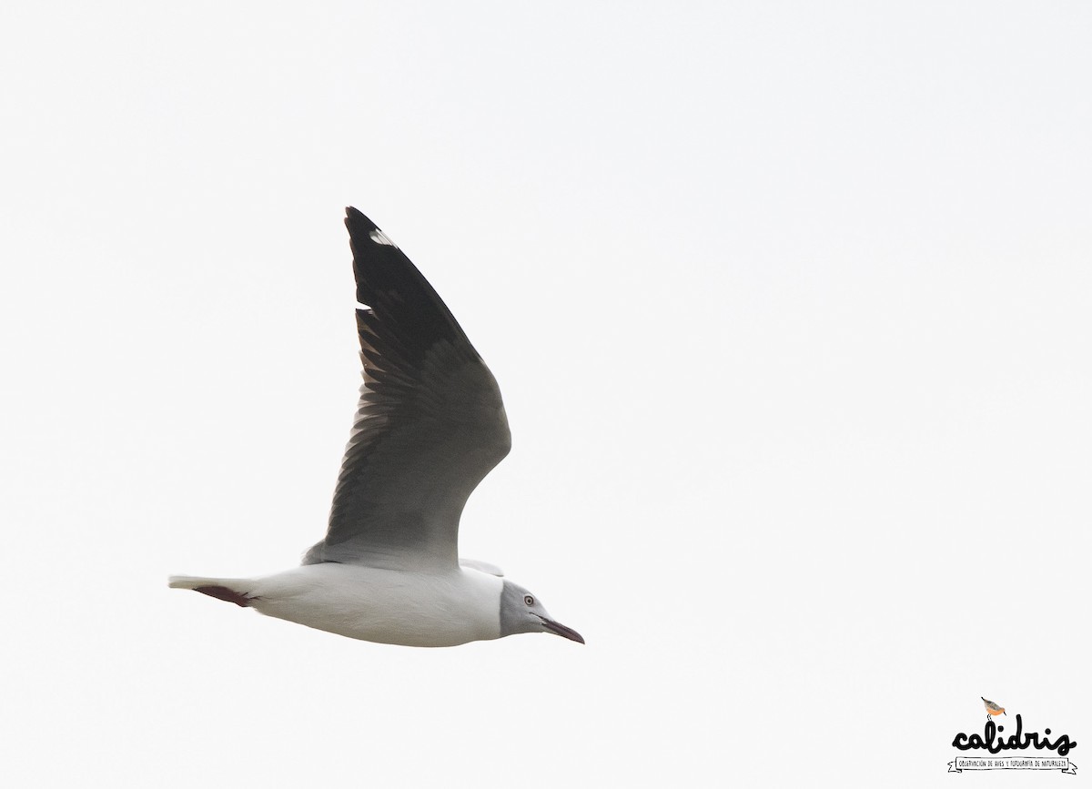 Gray-hooded Gull - Mauricio Schmithalter
