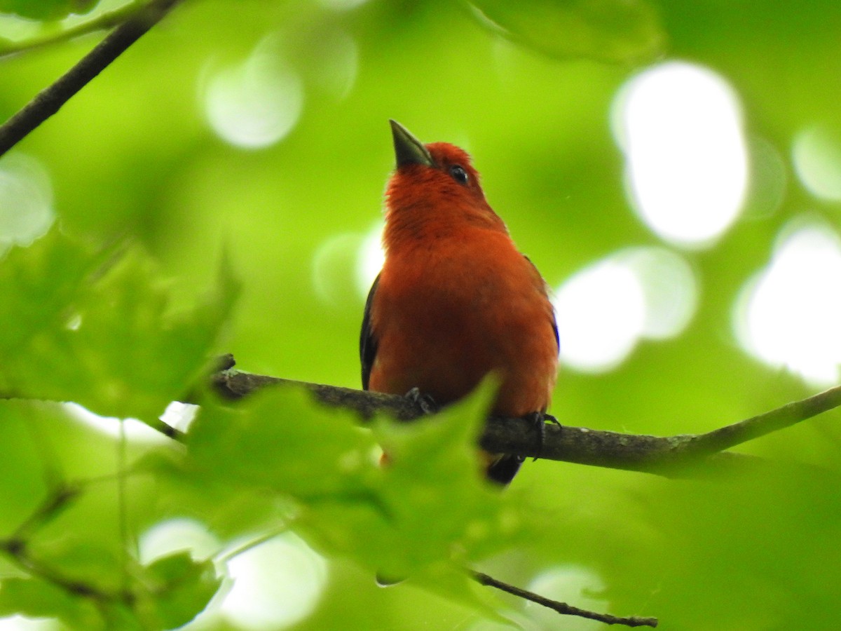 Scarlet Tanager - ML244965191