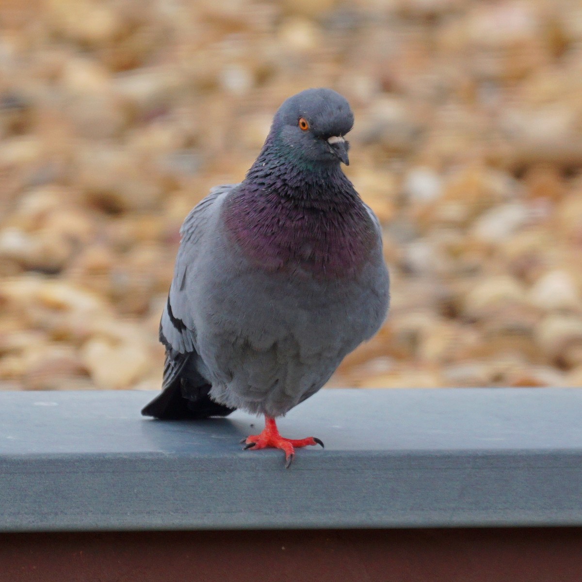 Rock Pigeon (Feral Pigeon) - jose emilio lafuente muñoz