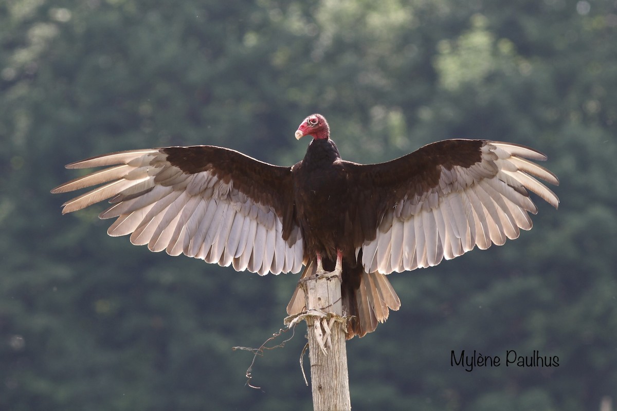 Turkey Vulture - Mylene  Paulhus, Perreault
