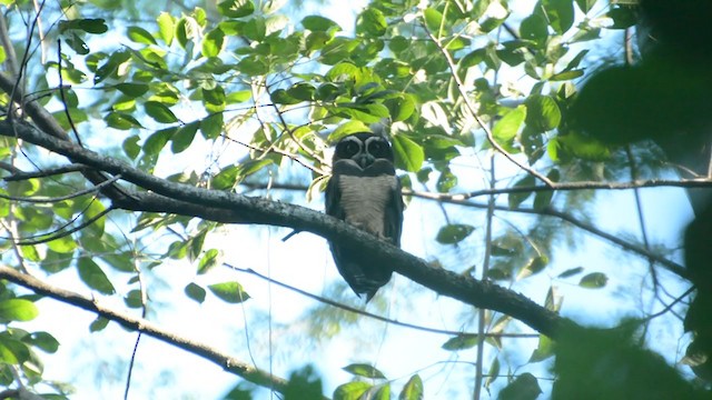 Spectacled Owl - ML244970361
