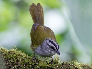  - Black-striped Sparrow