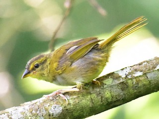  - Black-striped Sparrow