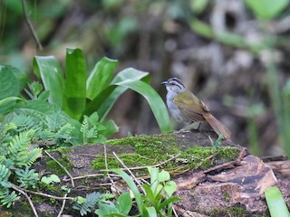  - Black-striped Sparrow