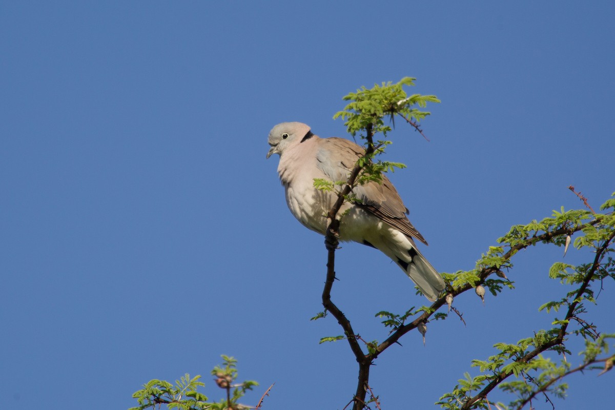 African Collared-Dove - Simon Colenutt
