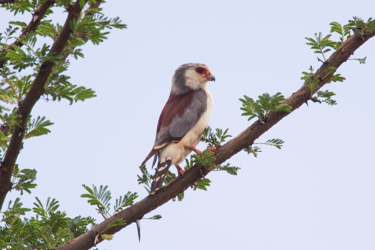 Pygmy Falcon - Simon Colenutt