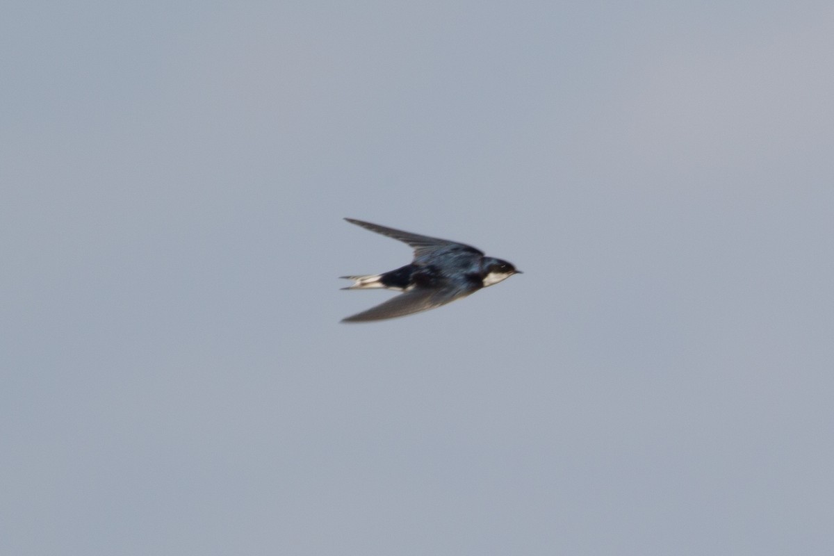 White-tailed Swallow - ML244973781