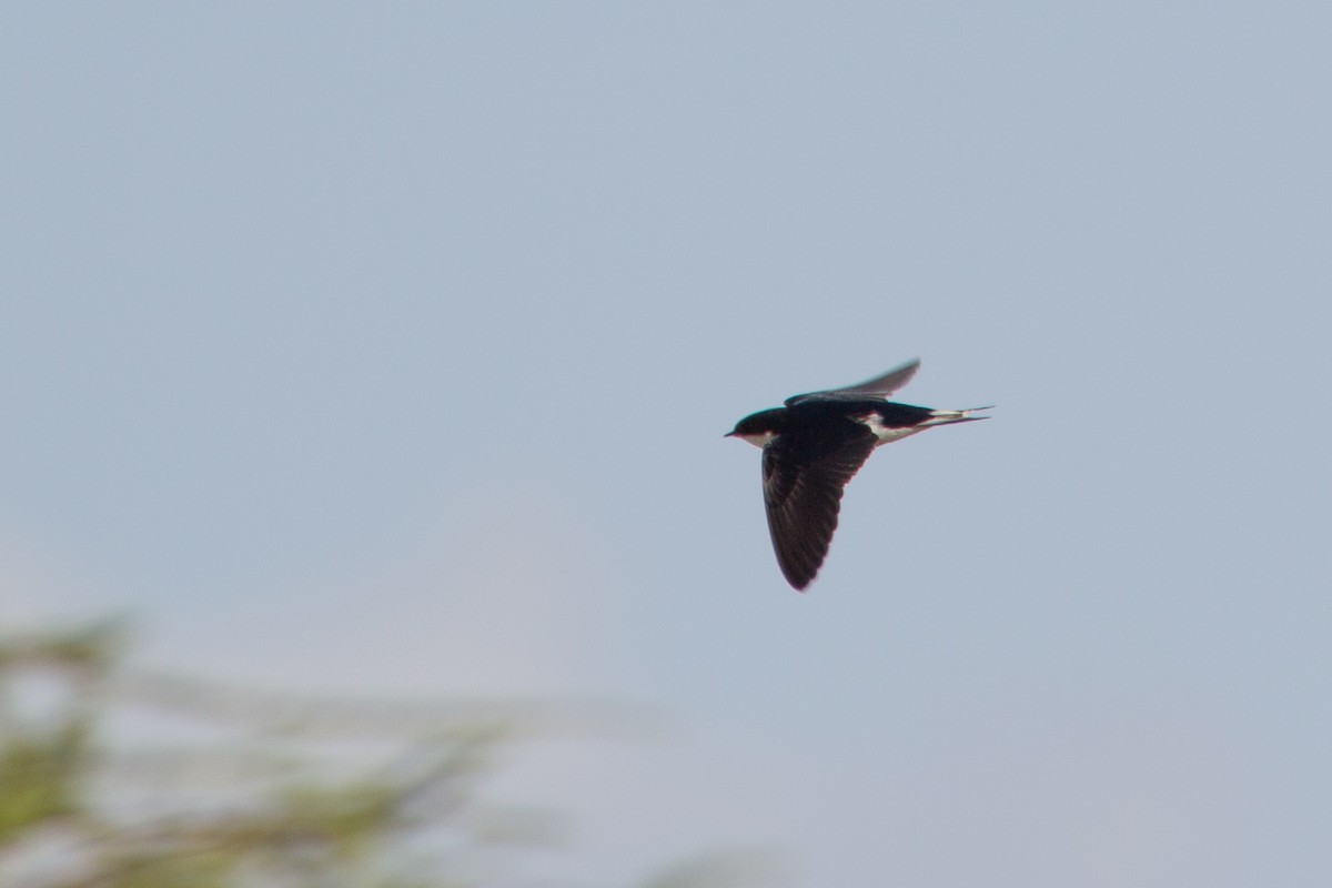 White-tailed Swallow - ML244973791