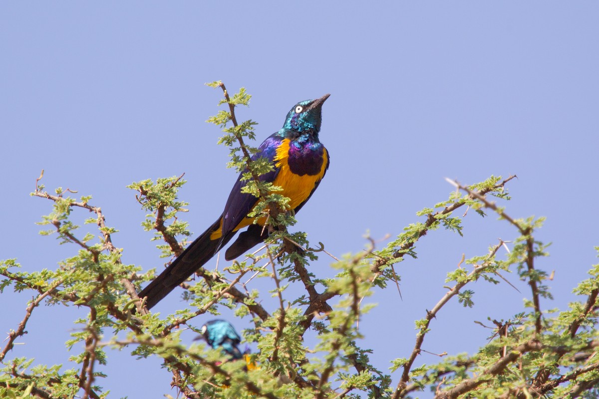 Golden-breasted Starling - ML244973881
