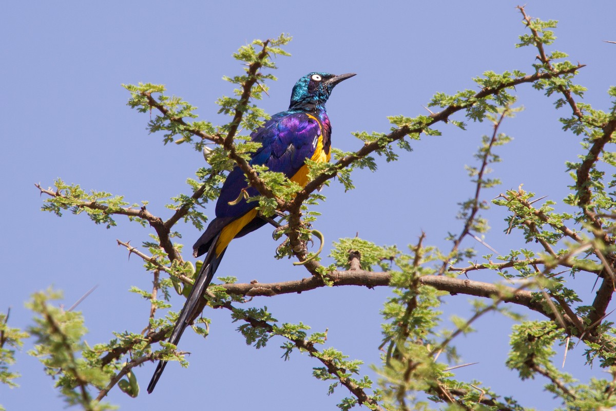 Golden-breasted Starling - ML244973891