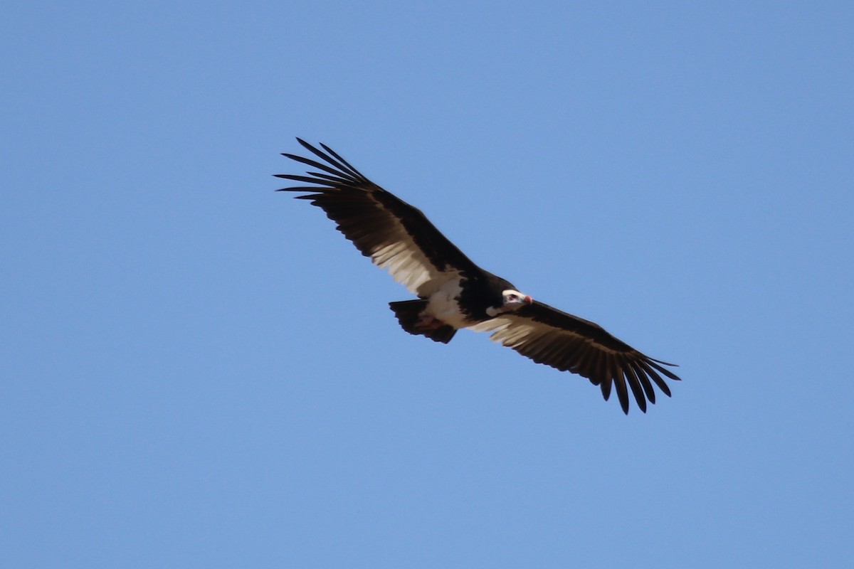 White-headed Vulture - ML244974861