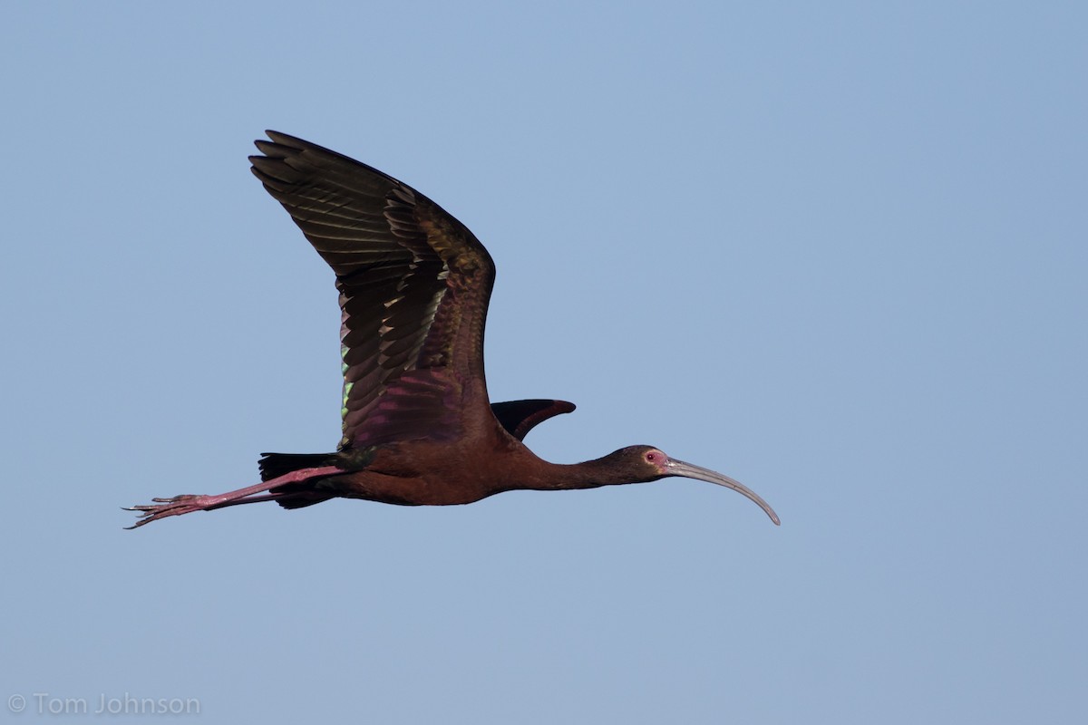 ibis americký - ML244977001