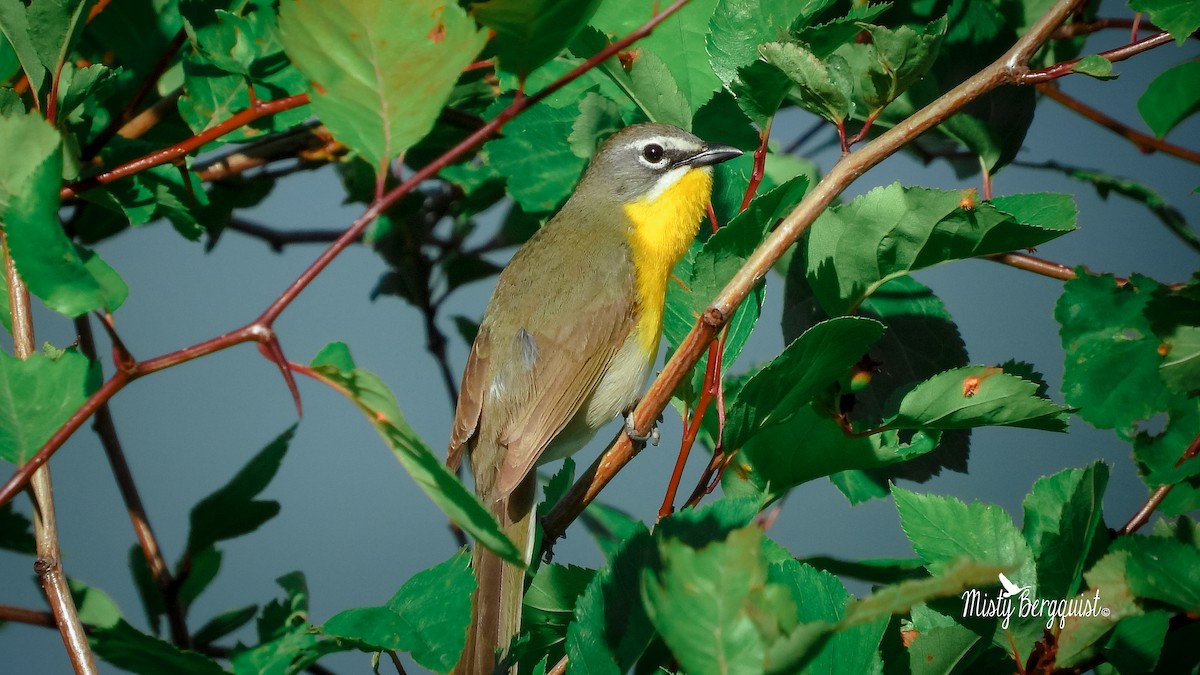 Yellow-breasted Chat - ML244977751