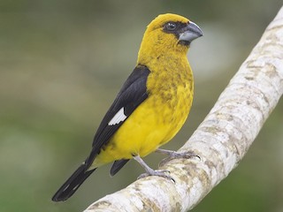  - Black-thighed Grosbeak