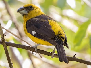  - Black-thighed Grosbeak