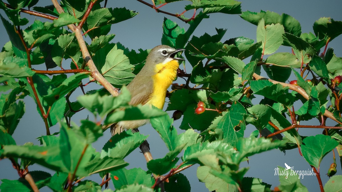 Yellow-breasted Chat - ML244980121