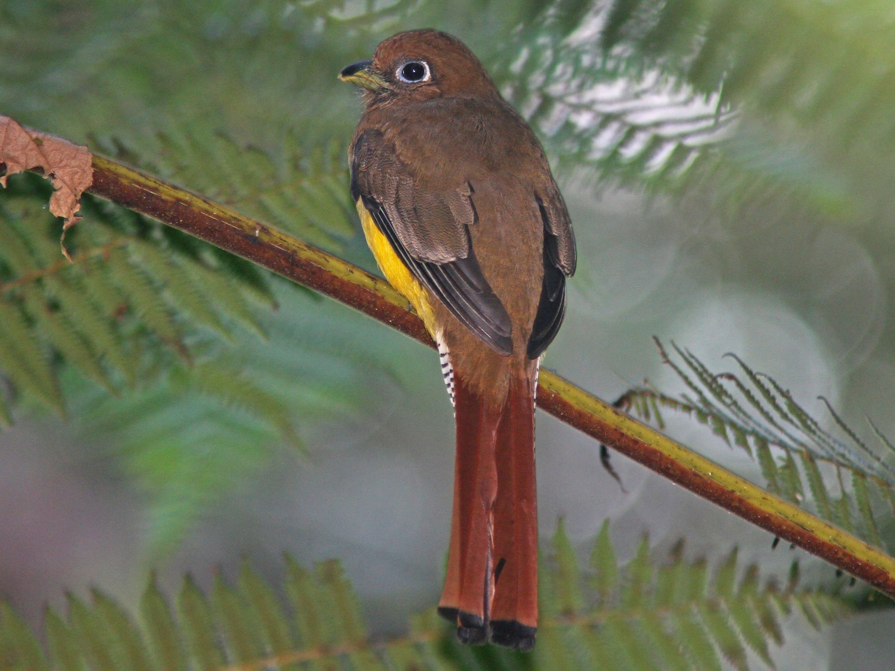 Black-throated Trogon - Larry Therrien