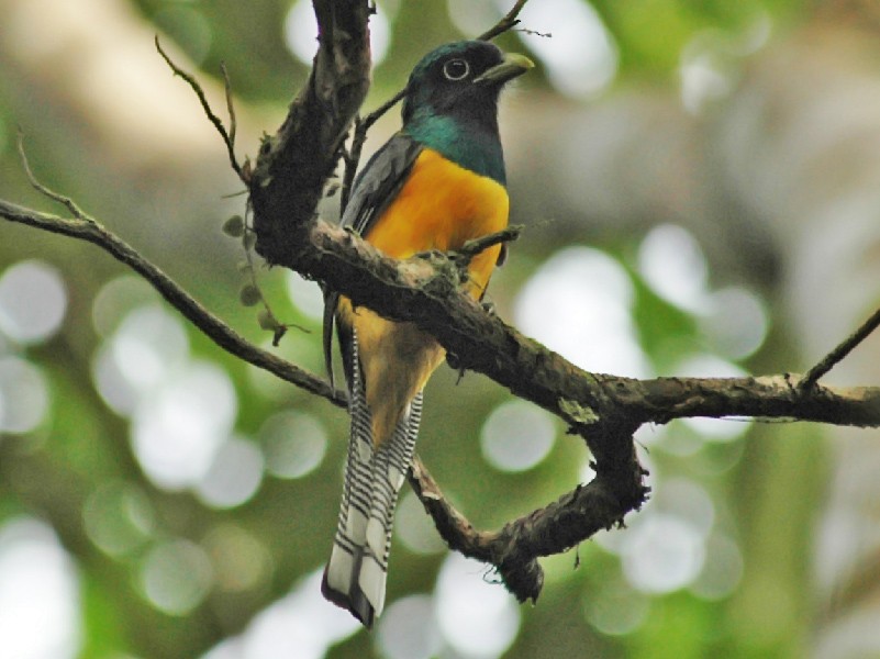 Black-throated Trogon - Thierry NOGARO