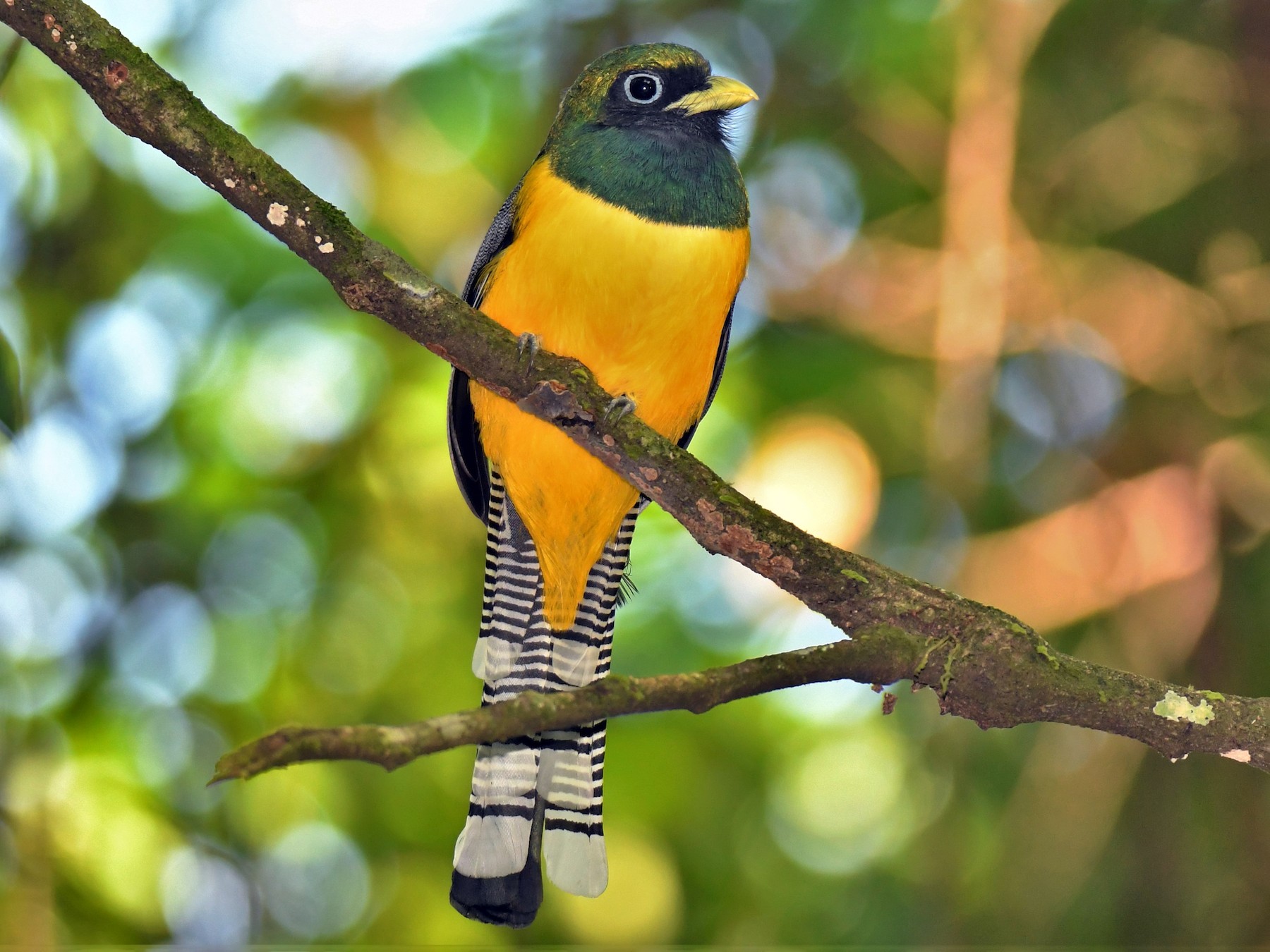 Black-throated Trogon - Jonathan Nikkila