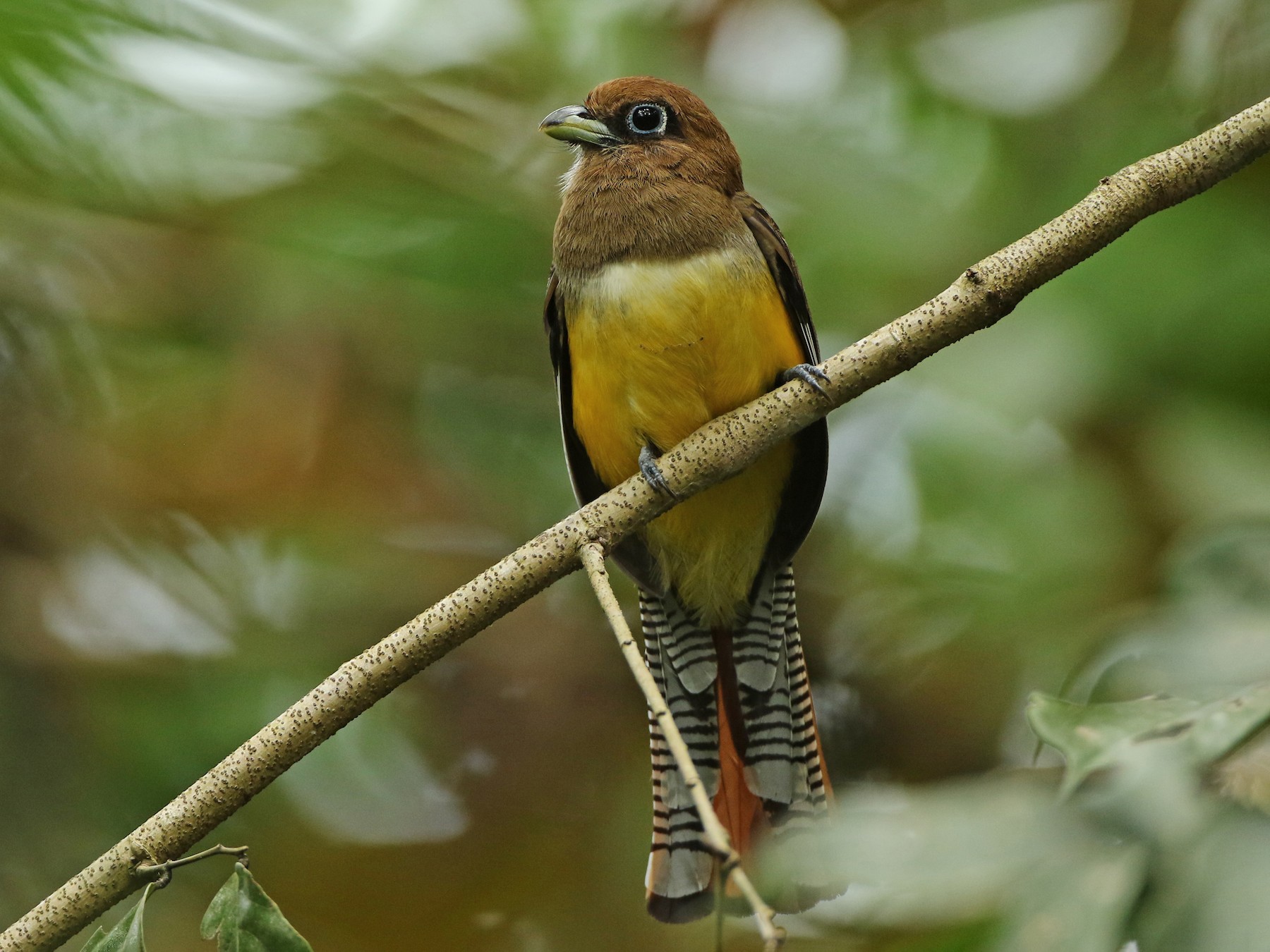 Black-throated Trogon - Luke Seitz