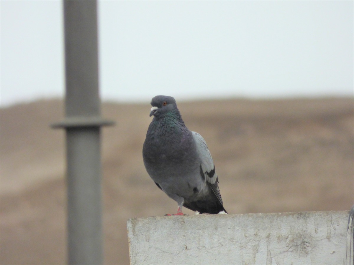 Rock Pigeon (Feral Pigeon) - Patricia Maldonado Orbegozo