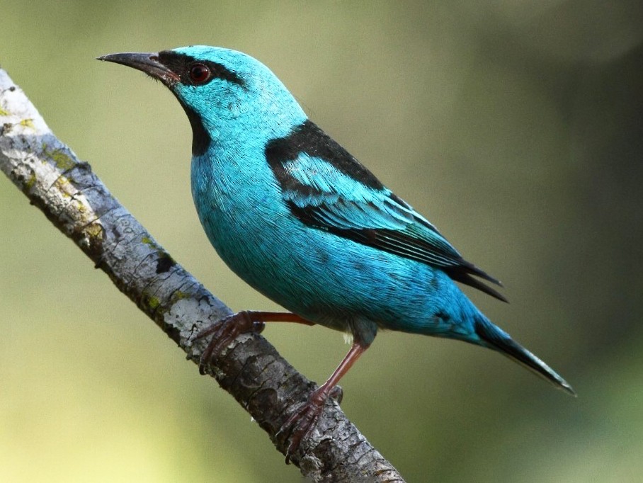 Blue Dacnis - Markus Lilje