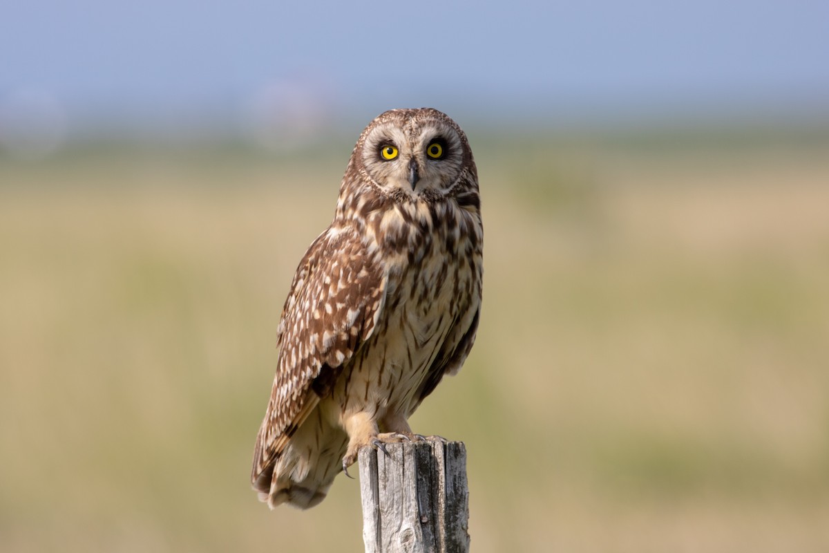Short-eared Owl - ML244983281