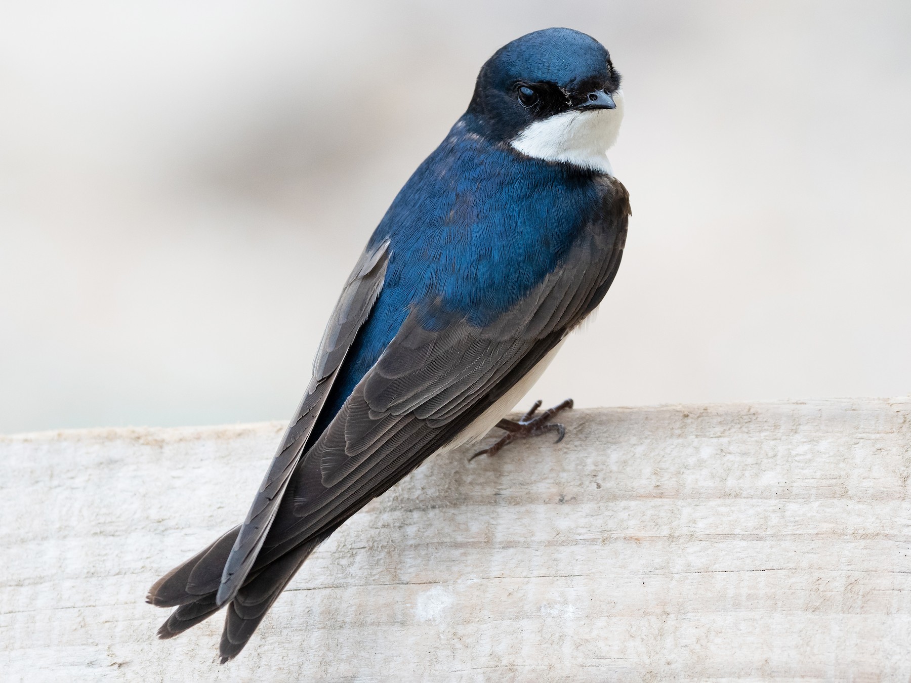 Blue-and-white Swallow - Mathurin Malby