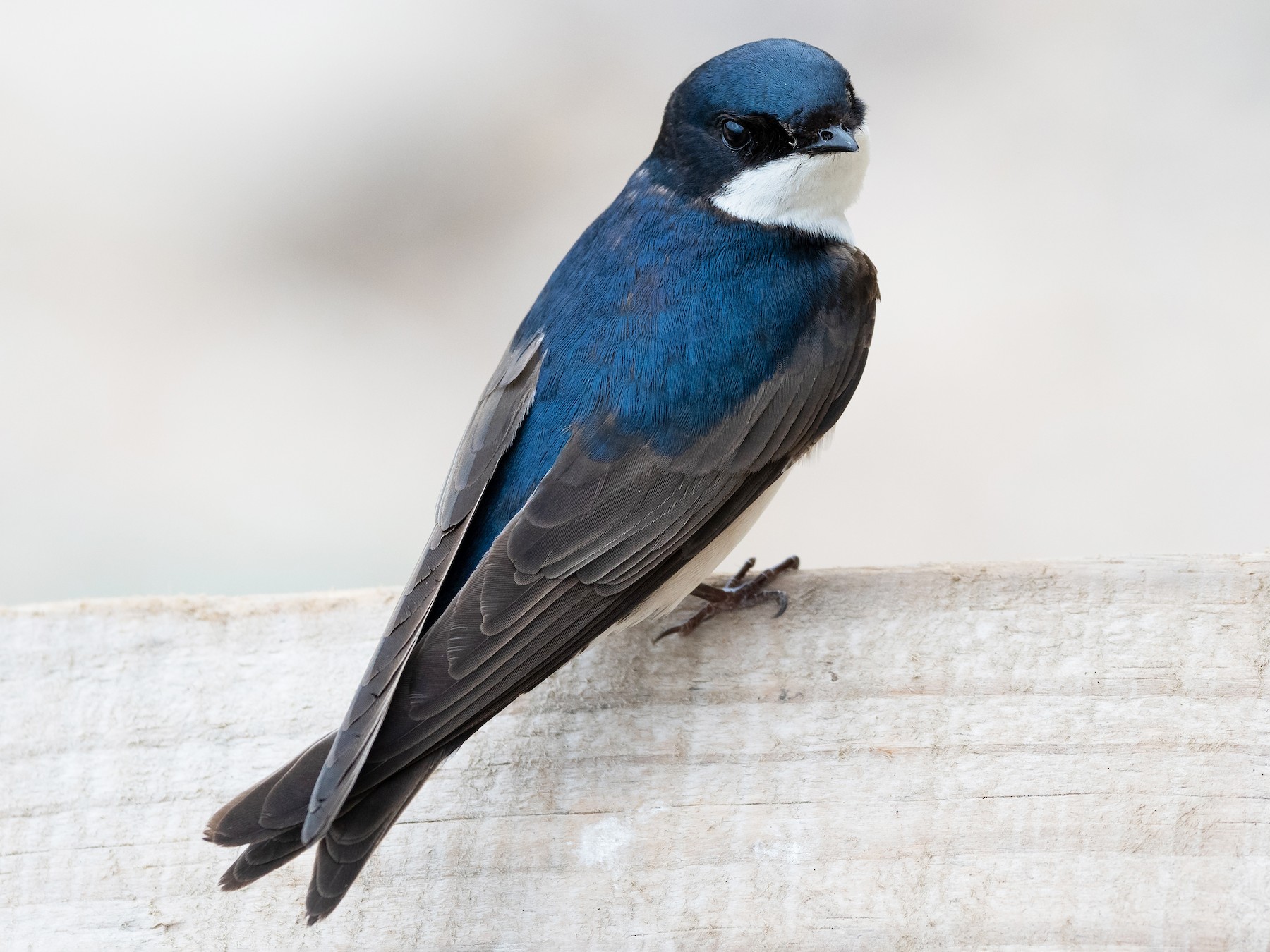 small blue black and white bird