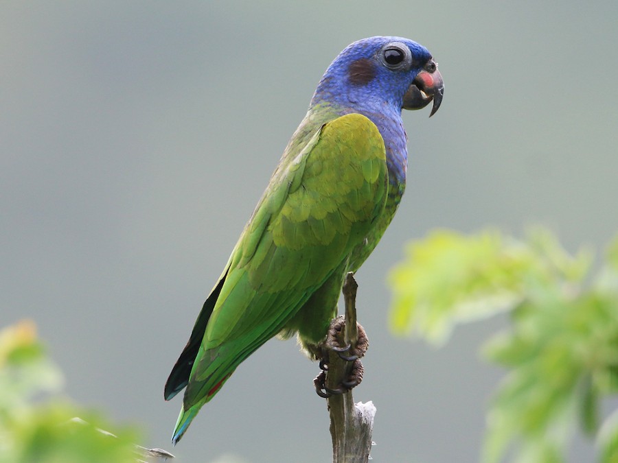 blue  headed parrot