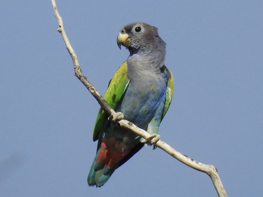 blue headed pionus