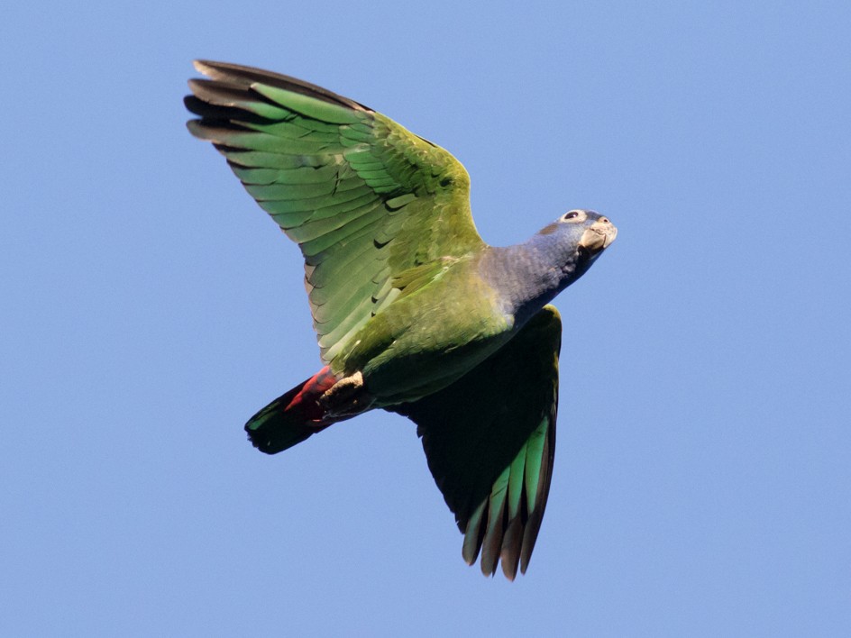 blue  headed parrot