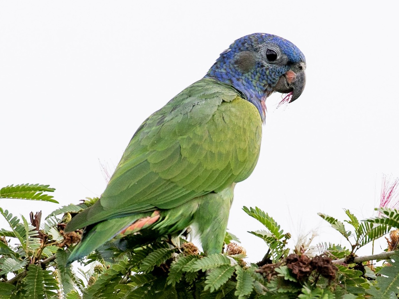 Blue-headed Parrot - Drew Weber