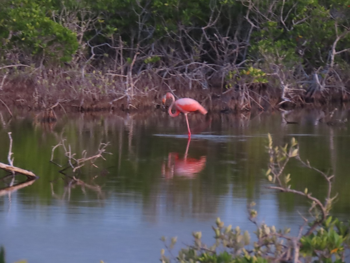 American Flamingo - Kevin Christman