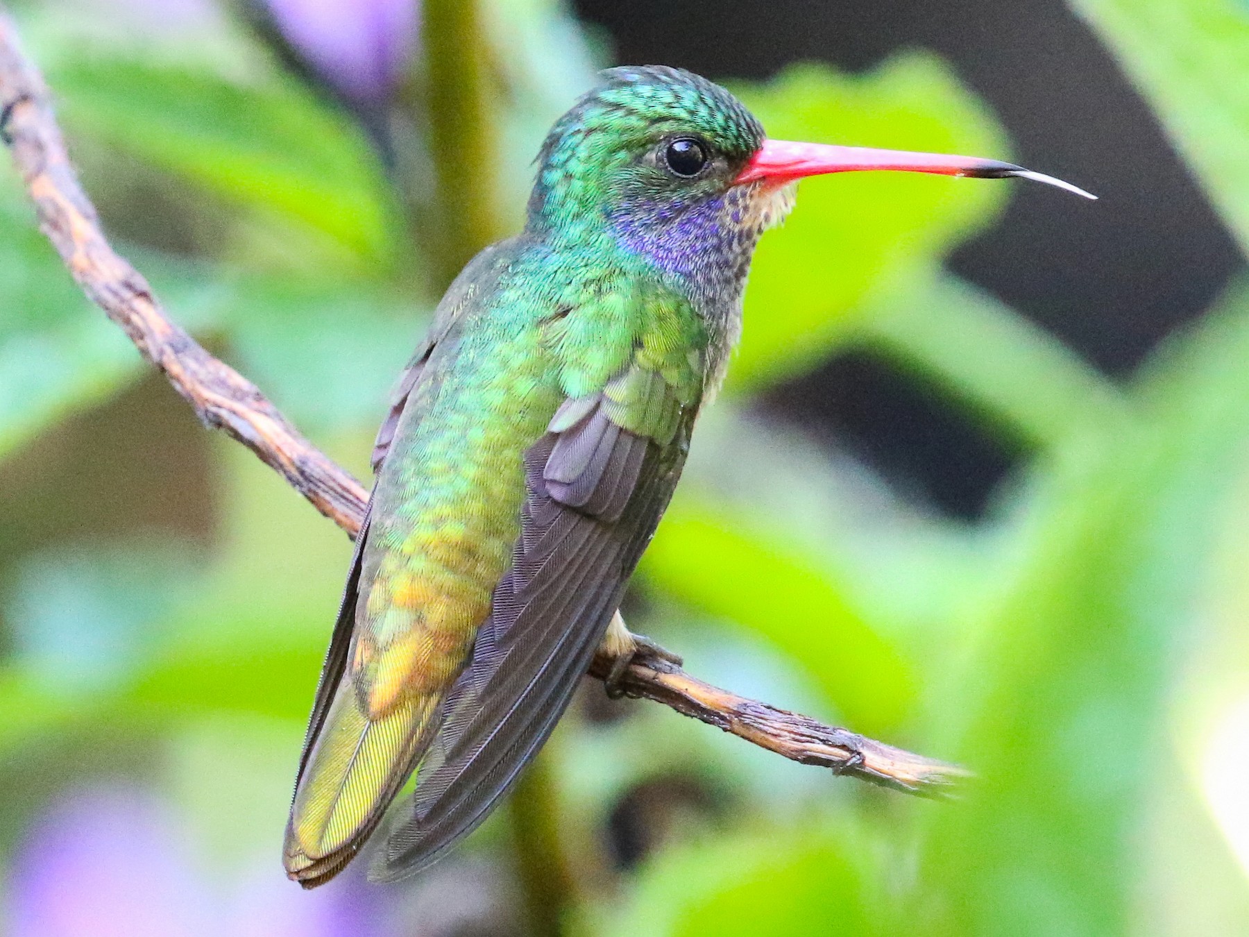 Blue-throated Goldentail - Blair Dudeck