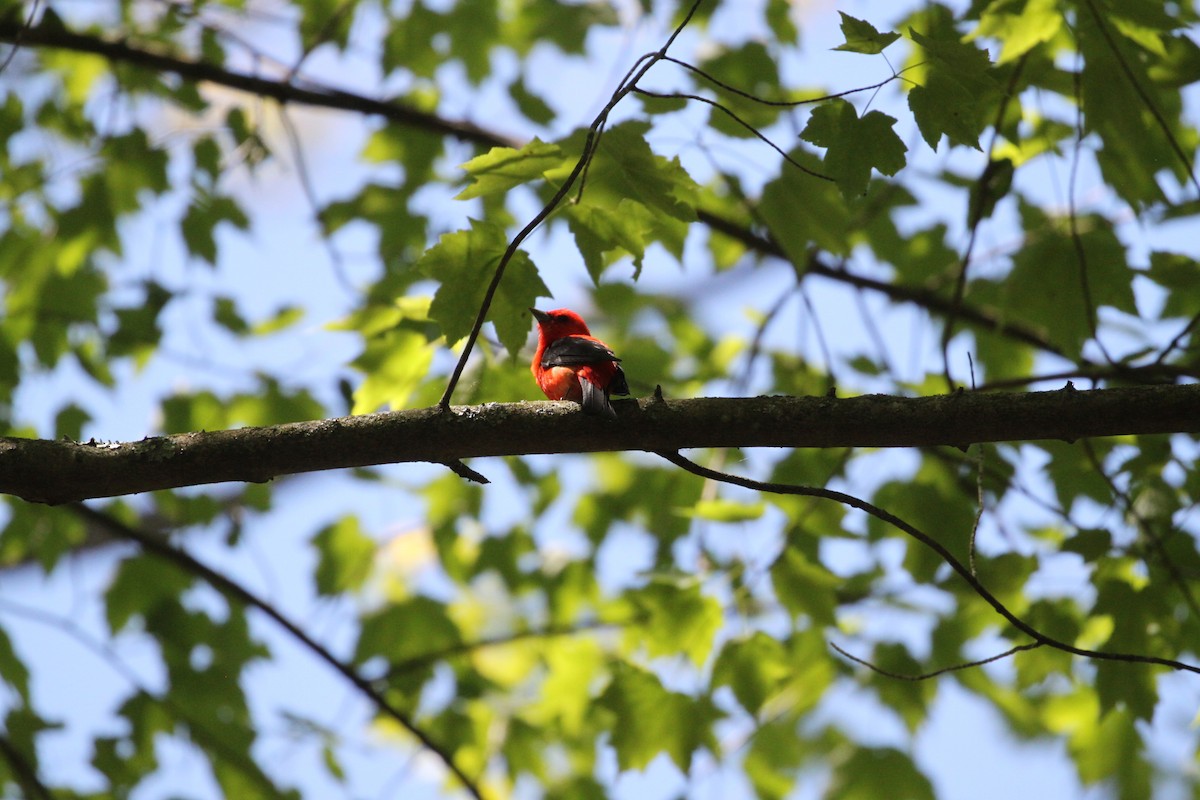 Scarlet Tanager - ML244995581