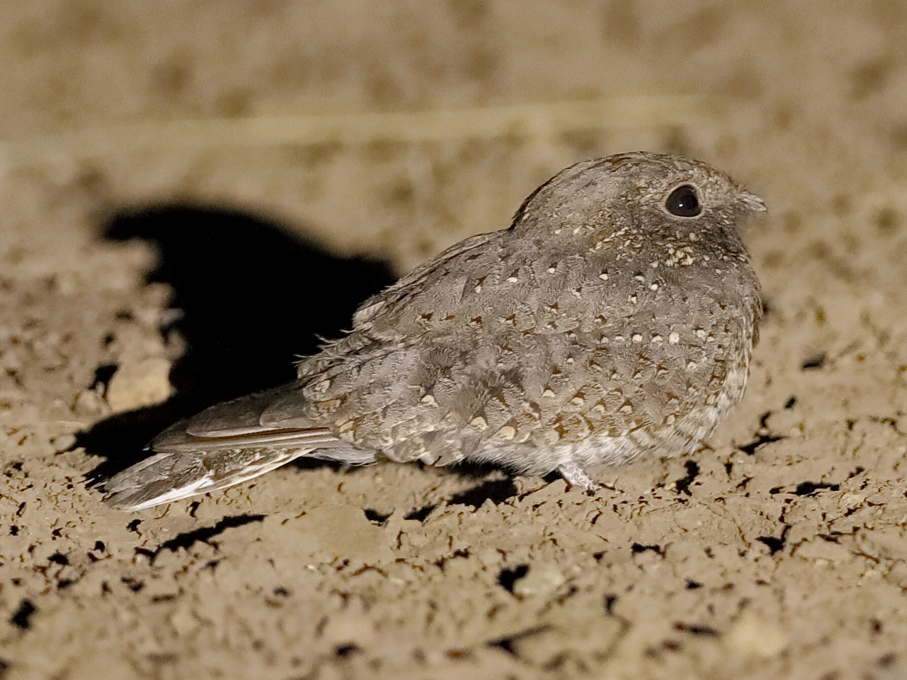 Star-spotted Nightjar - Holger Teichmann