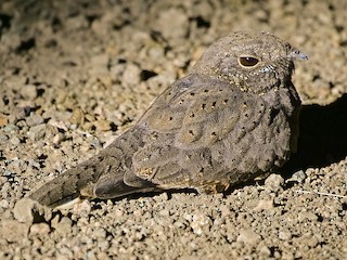  - Star-spotted Nightjar