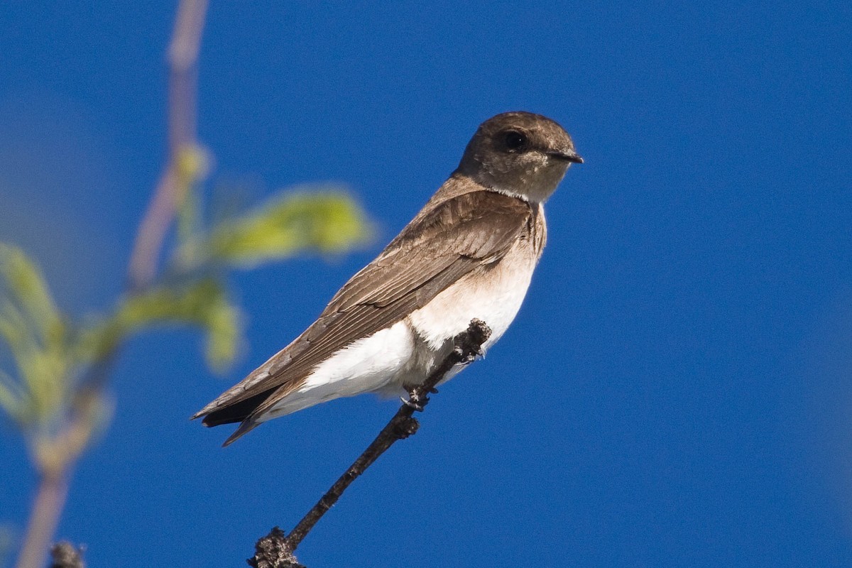 Northern Rough-winged Swallow - Eric VanderWerf