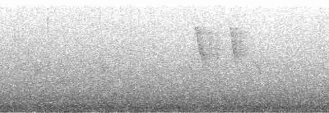 Uzun Gagalı Ardıç - ML24500
