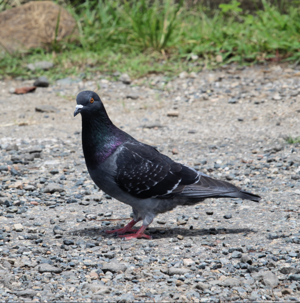 Rock Pigeon (Feral Pigeon) - Paul 🐈🔭🦜 Rodríguez @elpuma